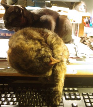 two cats on desk
