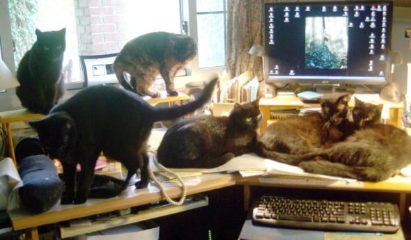 six cats on desk
