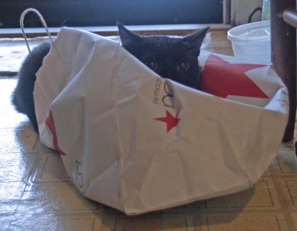 black cat on bag
