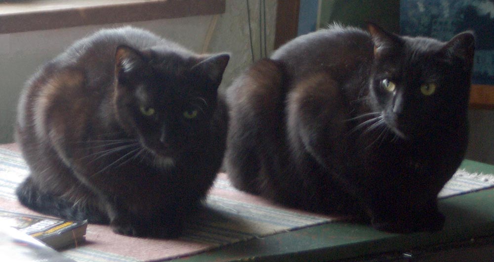 two black cats crouching on table