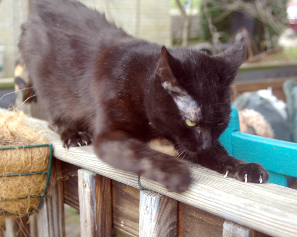 black cat scratching on deck rail