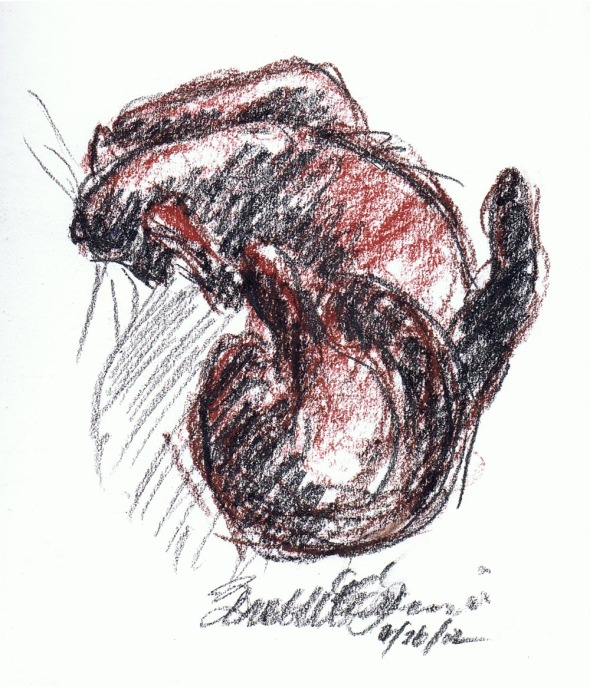 sketch of cat rolling on back