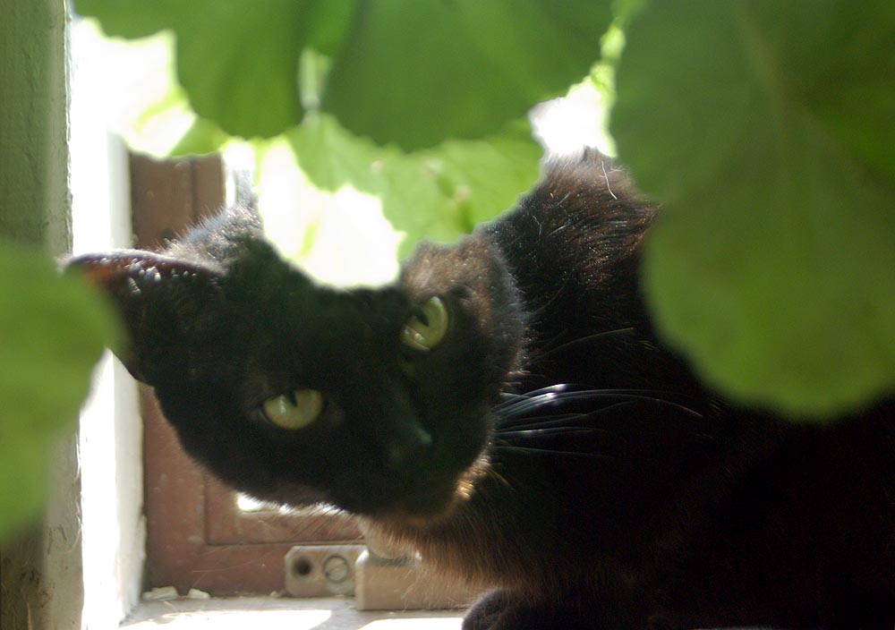 black cat looking out from under green leaves