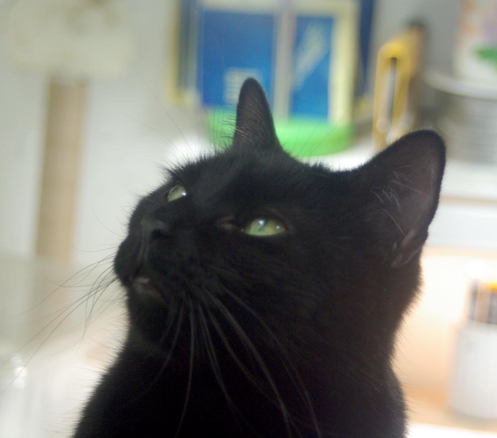 black cat staring upward