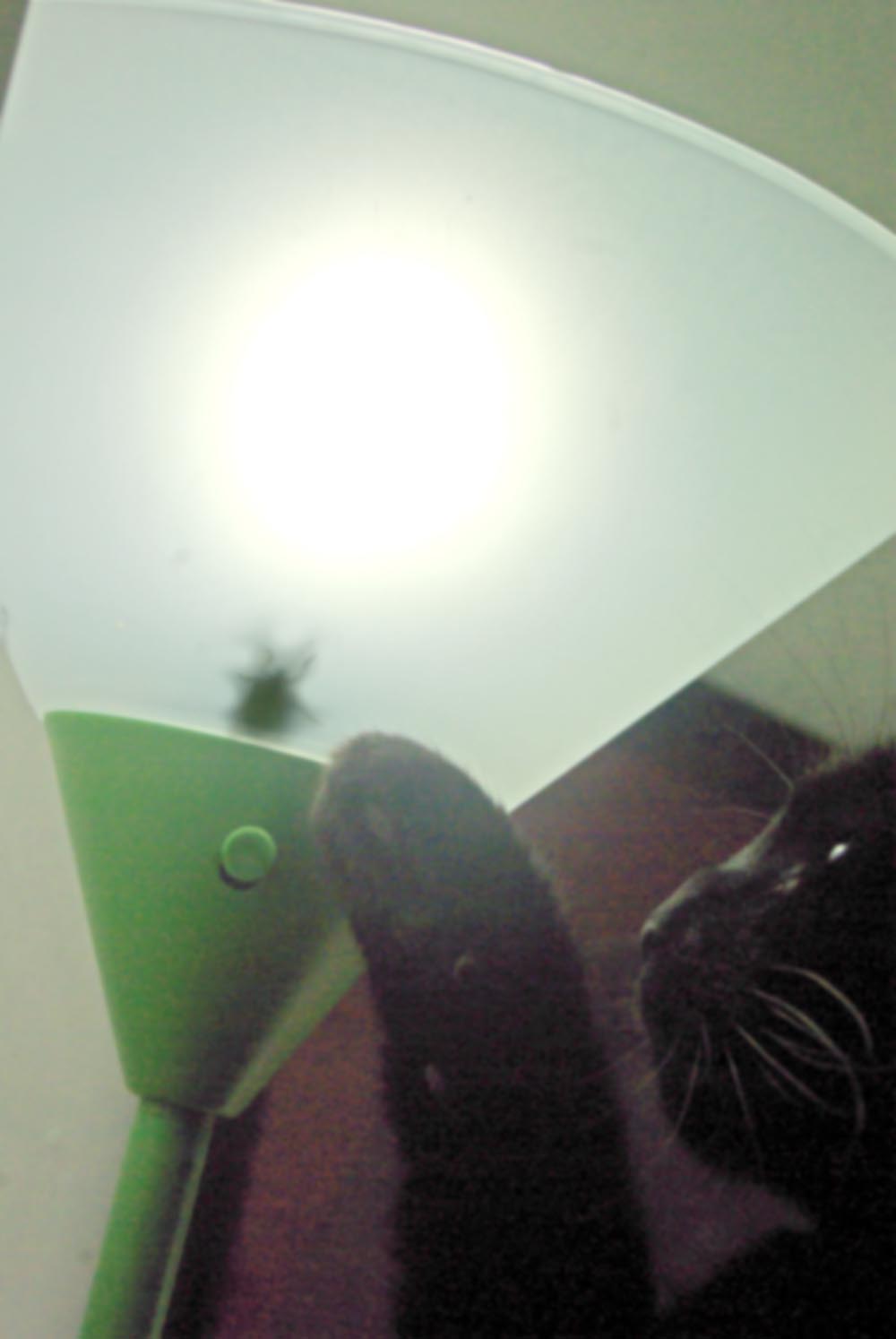 black cat with stinkbug in light