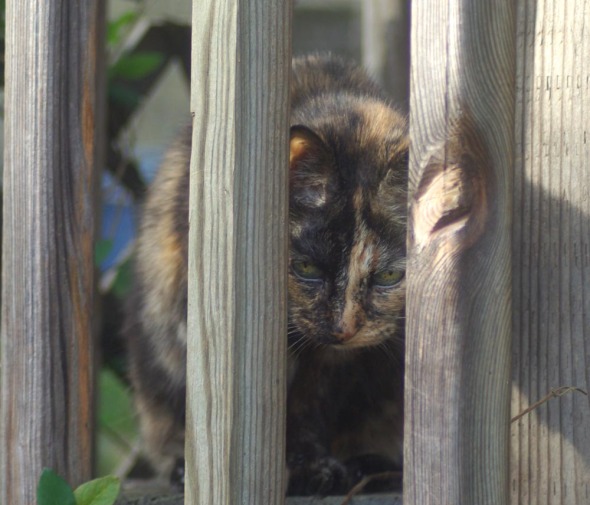 tortoiseshell cat on deck with railing