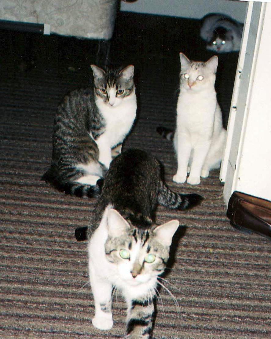 photo of four cats