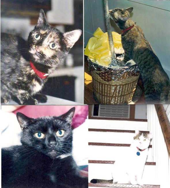photos of four cats