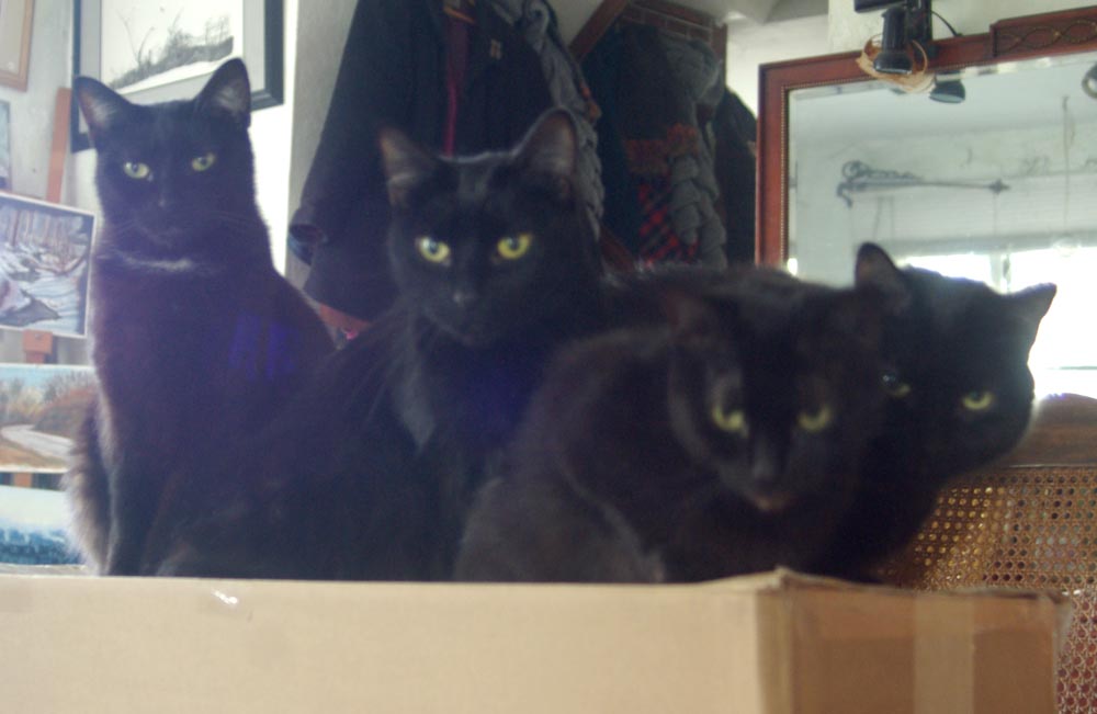 four black cats on box