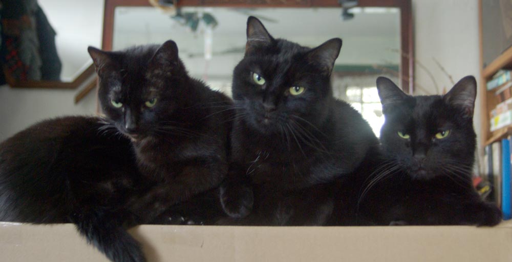 four black cats on box