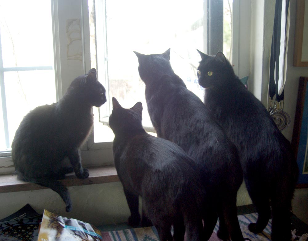 four black cats looking out window