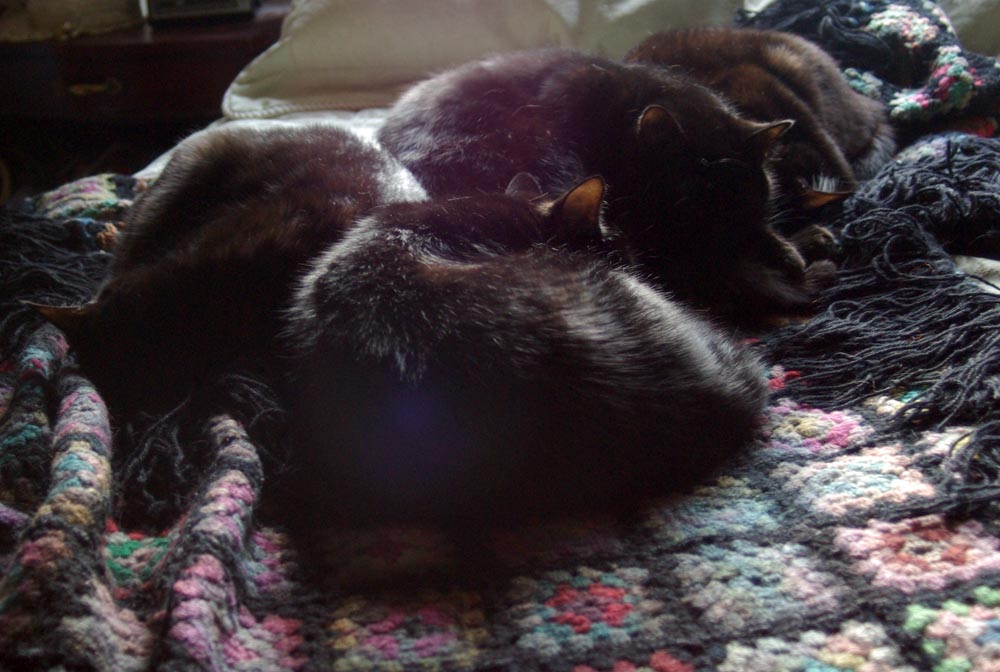 four black cats on granny square afghan