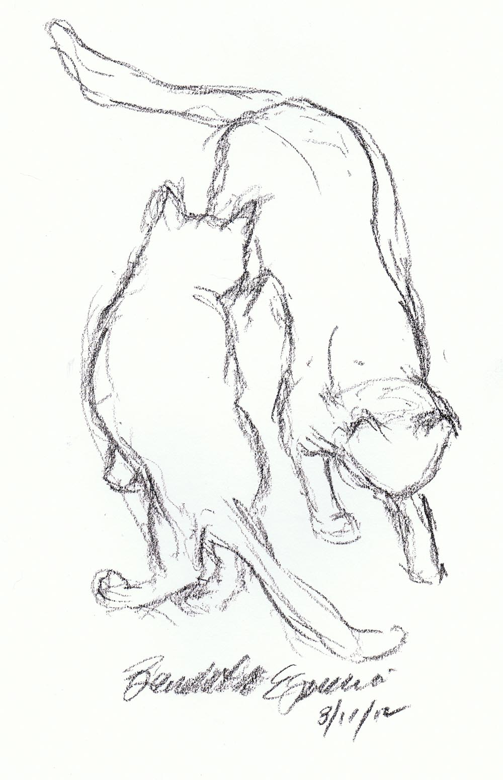 sketch of two cats passing each other