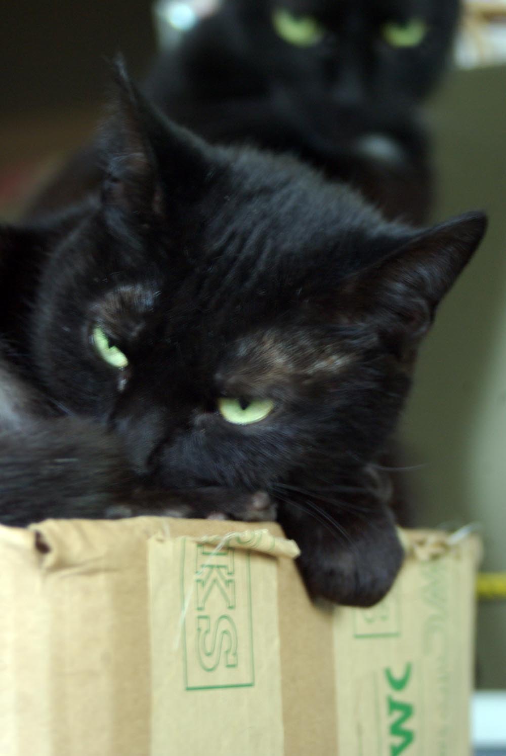 black cat on box with cat in background