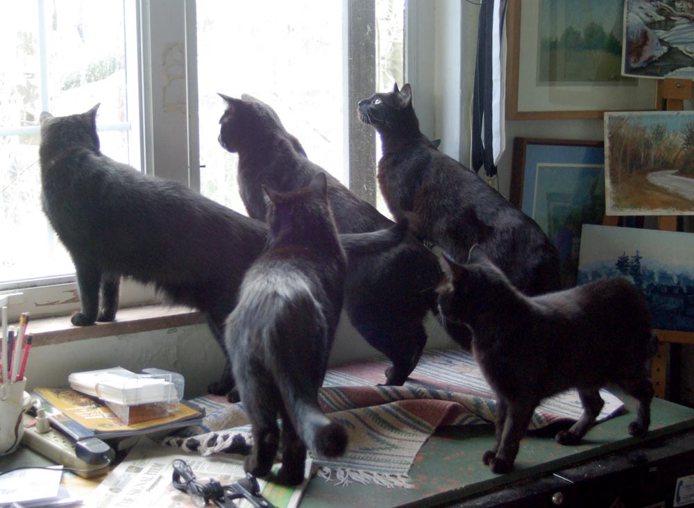 five black cats looking out window