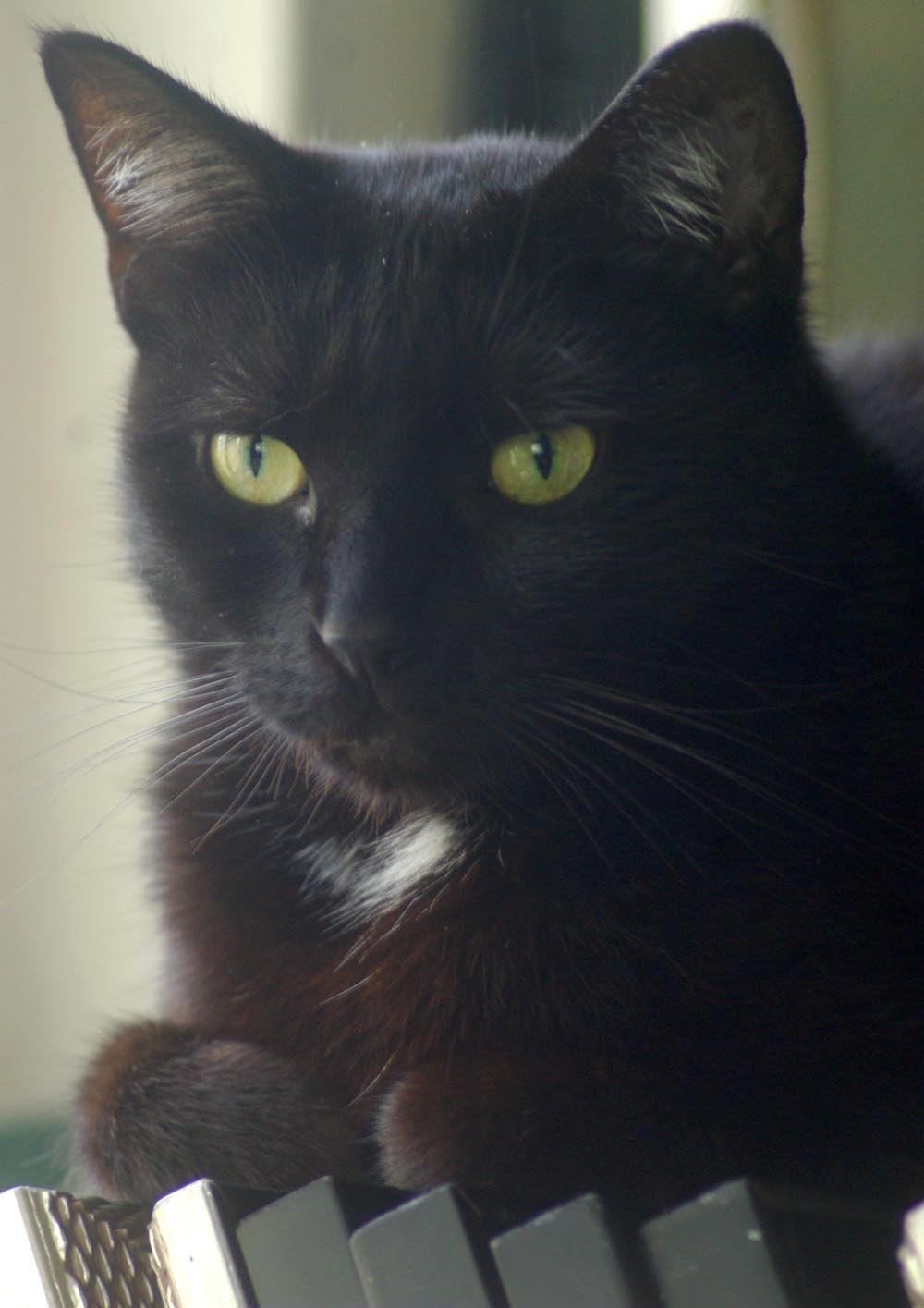 Анатолийская кошка черная