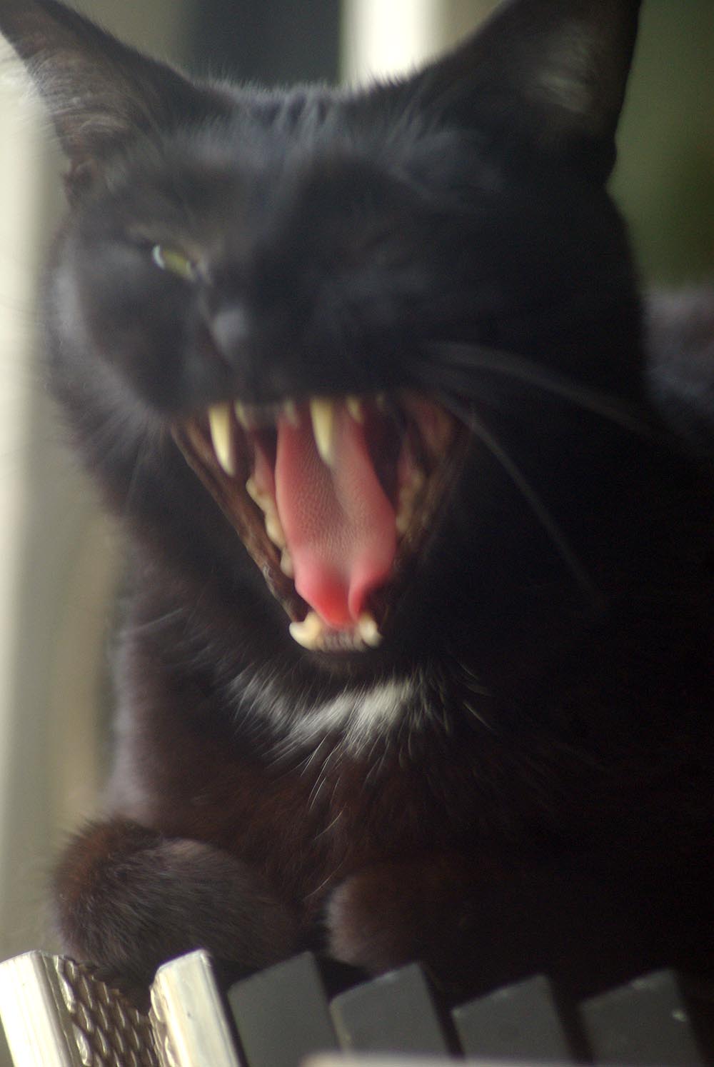 black cat yawning