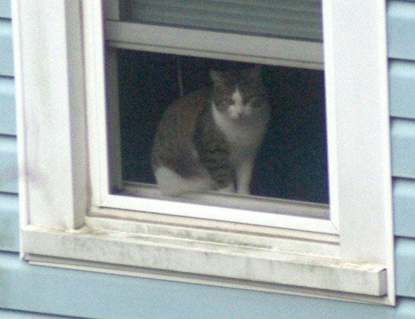 tabbya nd white cat in window