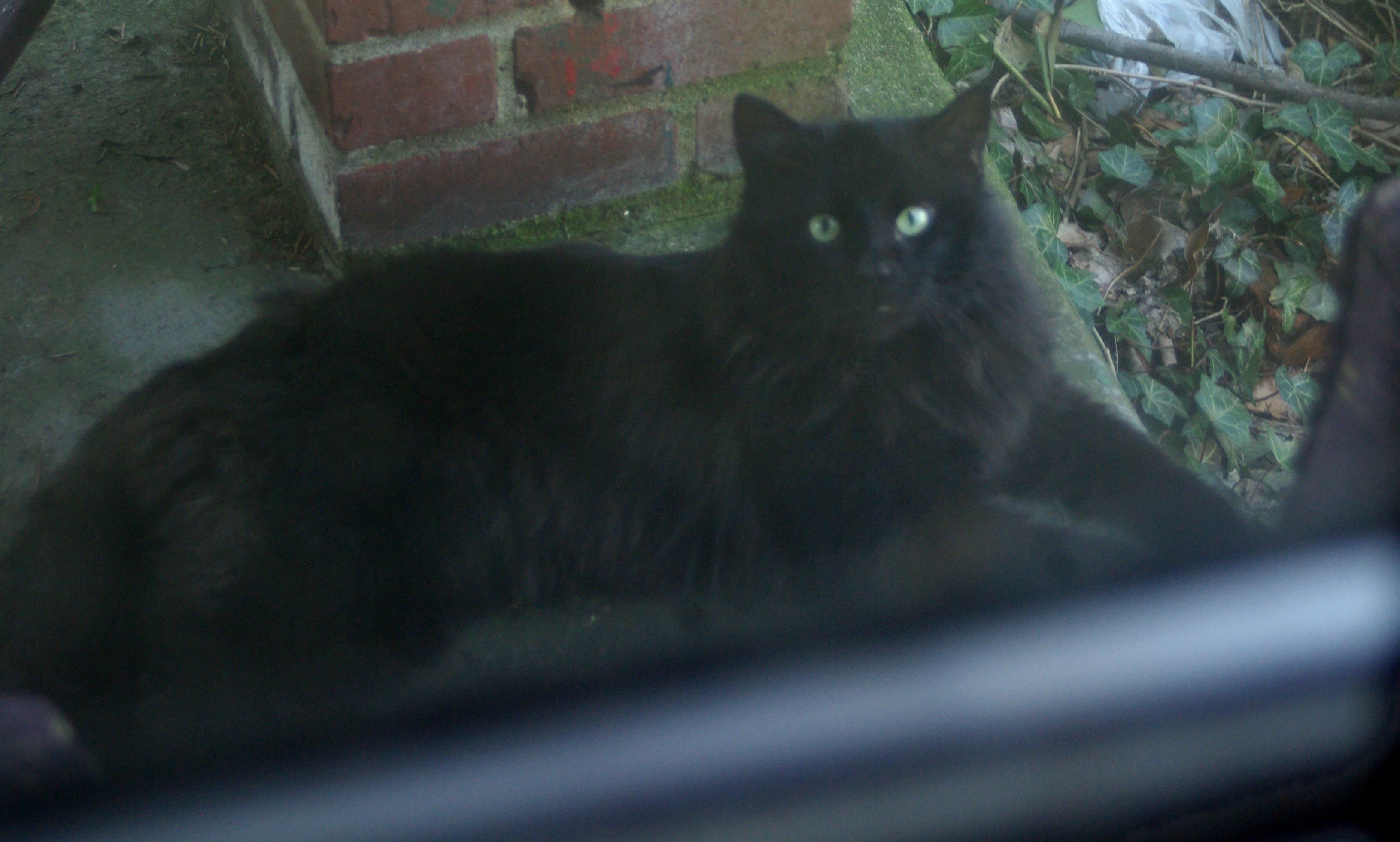 long-haired black cat on porch