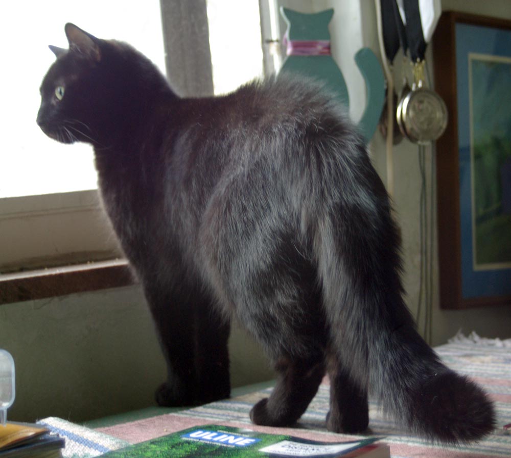 puffy black cat
