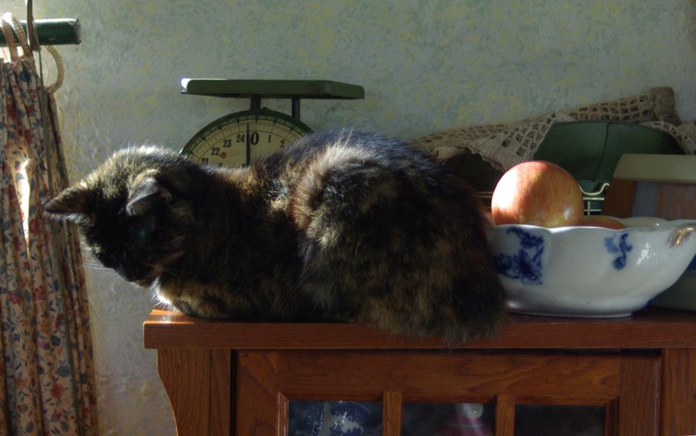cat on bookcase with apples and scale