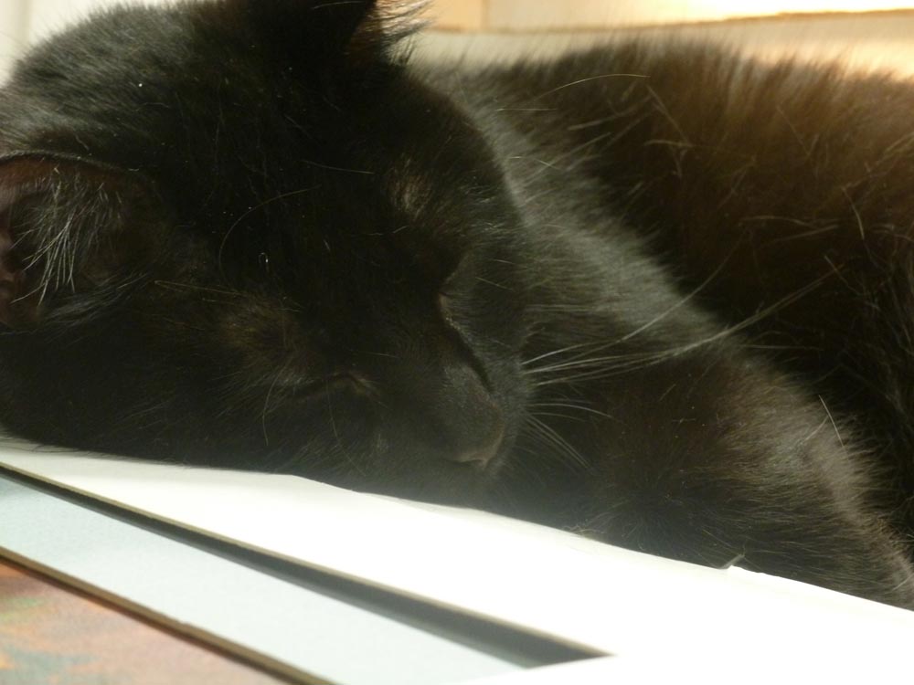 photo of black cat sleeping
