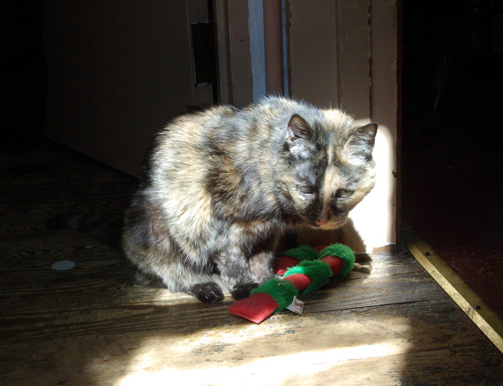 tortie cat with catnip toy