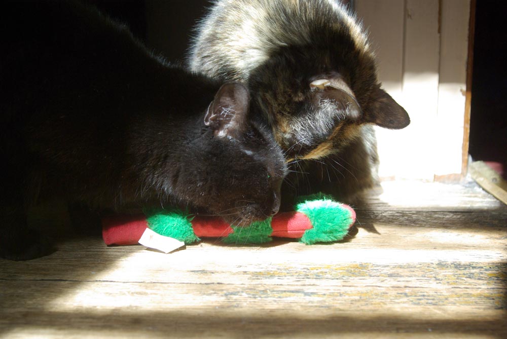 black cat and tortoiseshell cat with catnip toy
