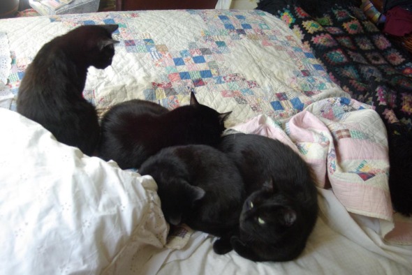 four black cats on bed