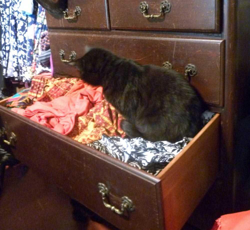 black cat in dresser drawer
