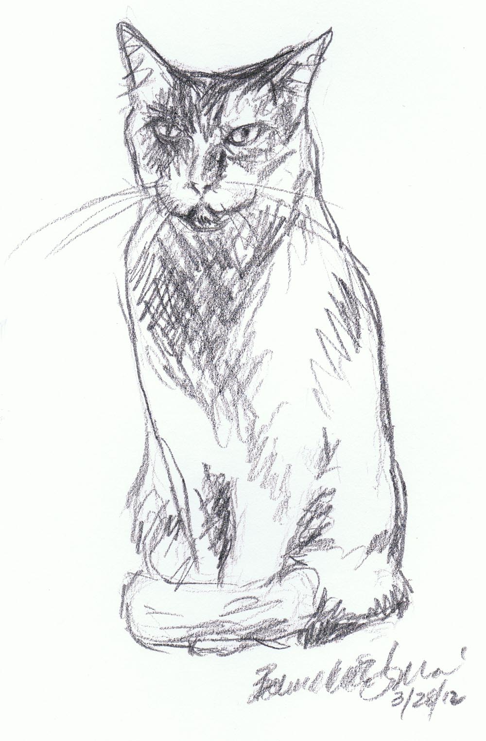 pencil sketch of cat