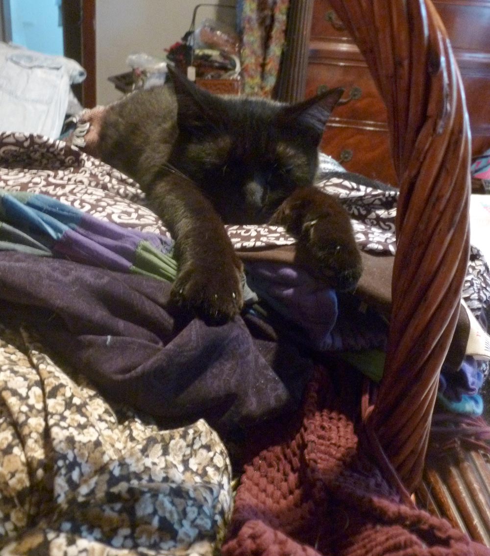 black cat on laundry