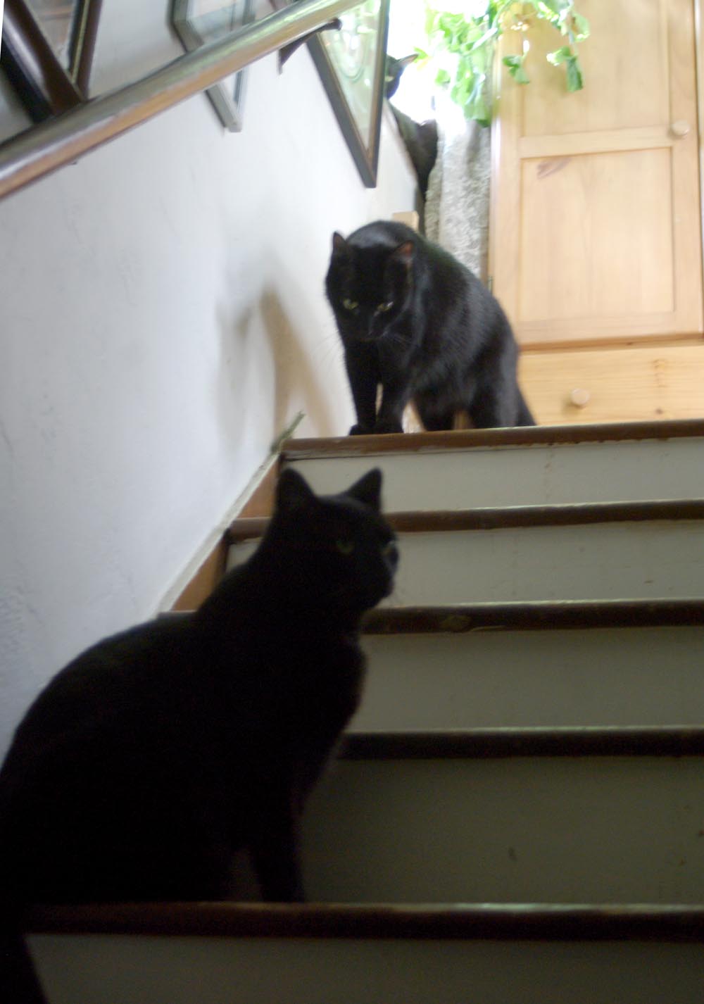 three black cats on steps