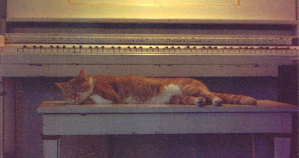 orange and white cat on piano bench