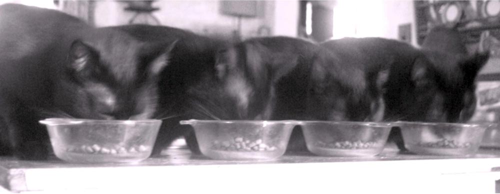 black and white photo of four cats eating