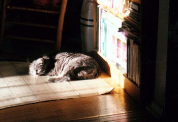 cat sleeping in the sun