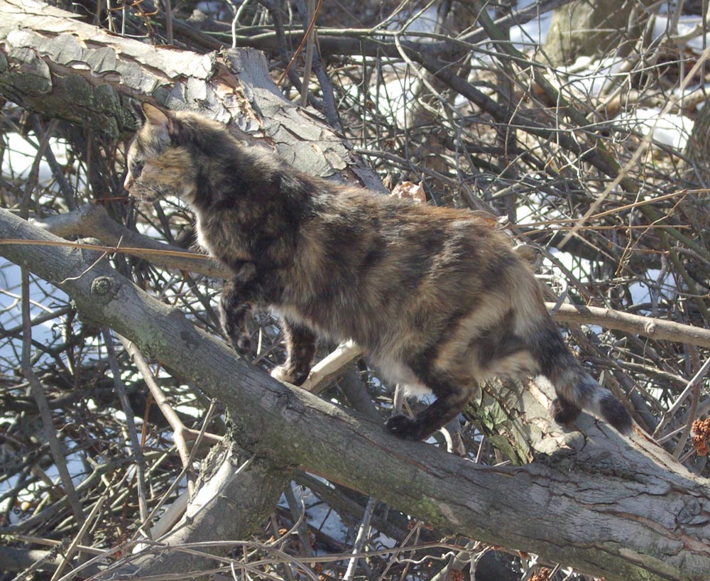 tortoiseshell cat on branch