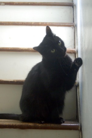 black cat on stairs