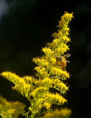 honeybee on goldenrod