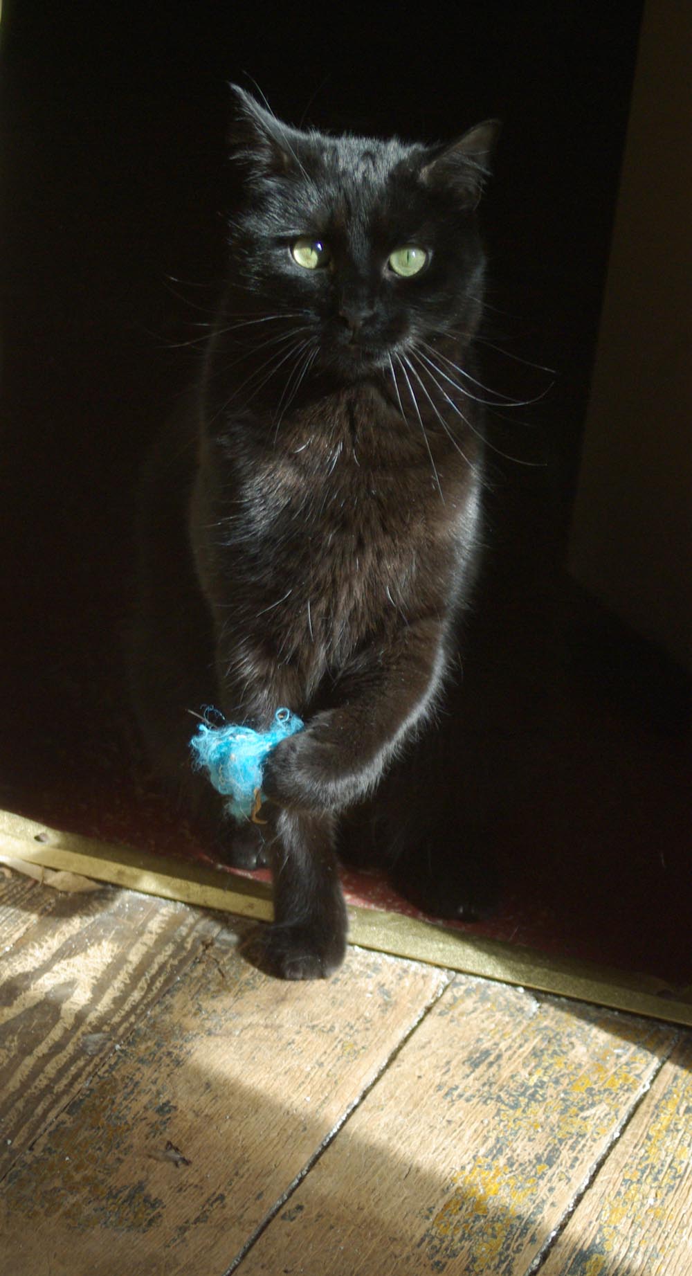black cat with blue fuzzy toy
