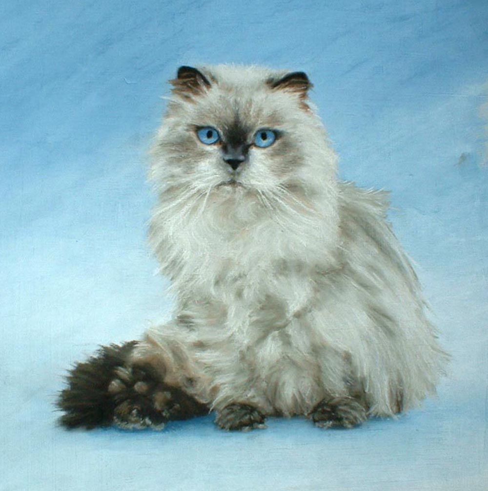 full portrait of himalayan cat