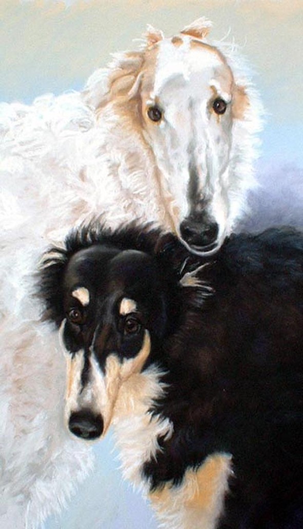 portrait of two borzoi dogs