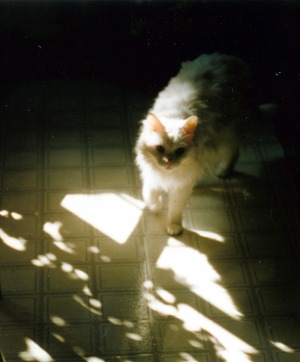 white cat in sun
