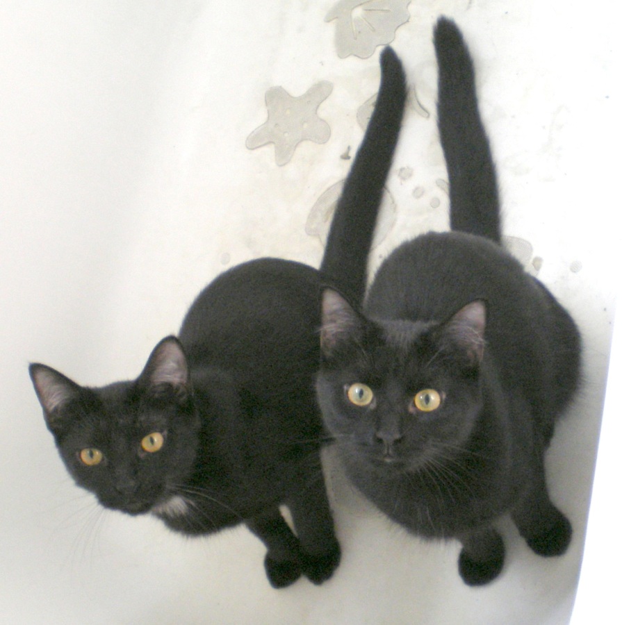 two black cats in the tub