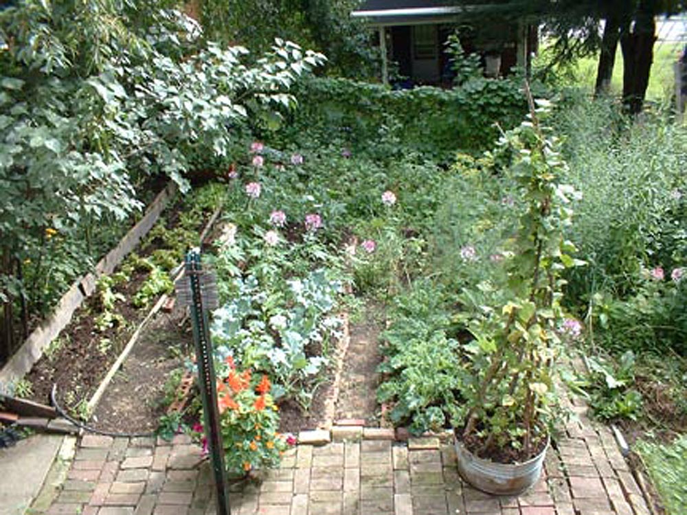 photo of section of backyard garden
