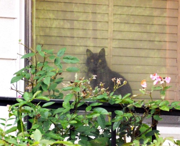 gray cat on windowsill with pink roses