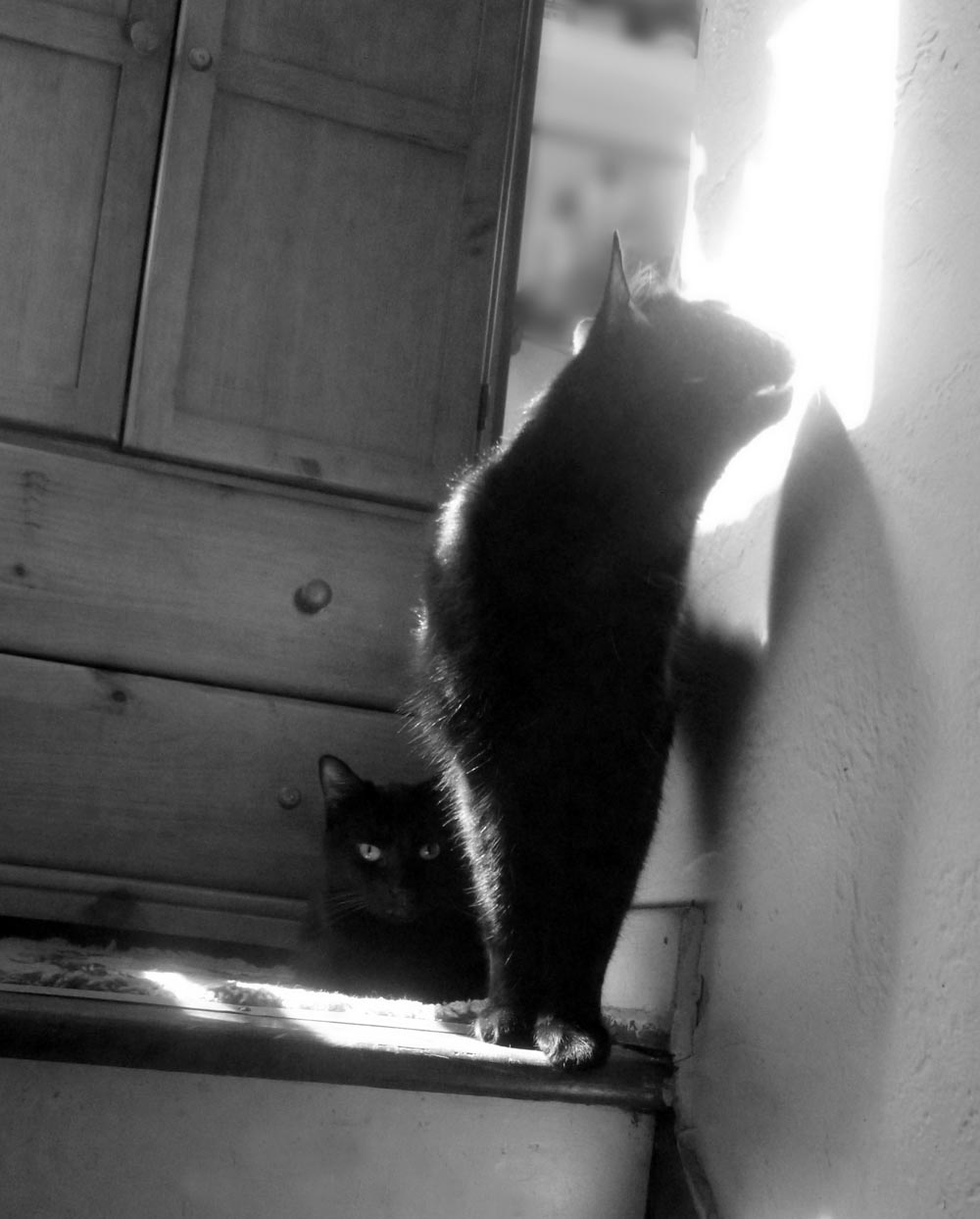 black and white photo of two black cats