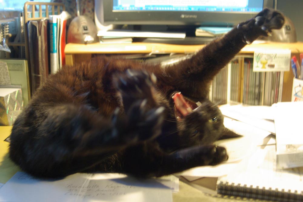 black cat stretching on desk