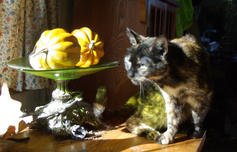 cat with squashes and green dish