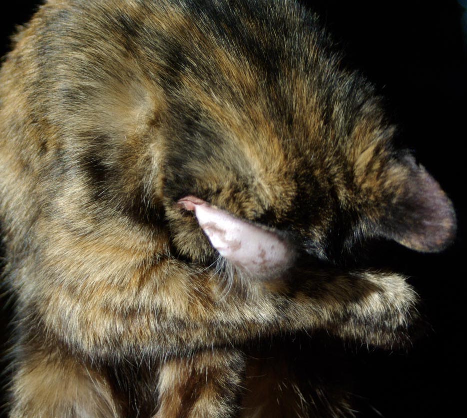 tortoiseshell cat washing her face